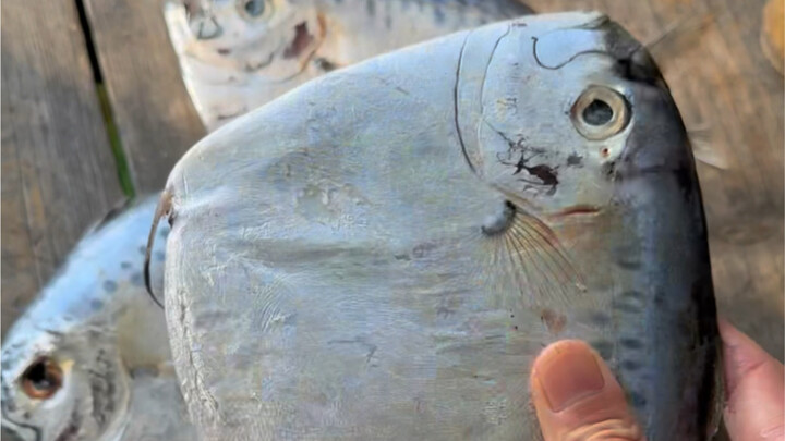 روتين صيد السمك في صفوف الصيد بجزيرة هايلينغ