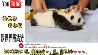 熊猫宝宝做体检，萌翻了，老外：我能不要工资去照顾它们吗？