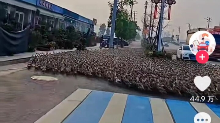 Kawanan bebek Tiongkok menyeberang jalan menjadi viral di TikTok, warga asing menyebutnya sebagai si