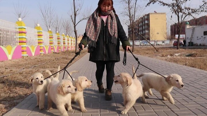 [Golden Retriever] Newly researched lazy dog walking method teaches you how to walk 5 super naughty 