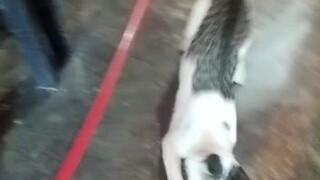 kucing kesayangan