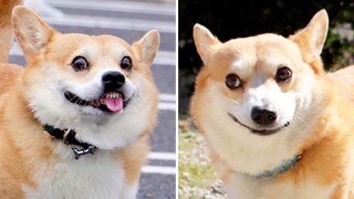 FUNNIEST AND CUTEST Corgi Video 🧡 Watch This Video It Will Make Your Day | Pet Squad
