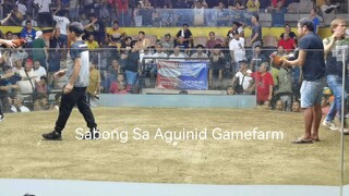 Boston Roundhead White Leg Edition - Sabong Sa Aguinid Gamefarm