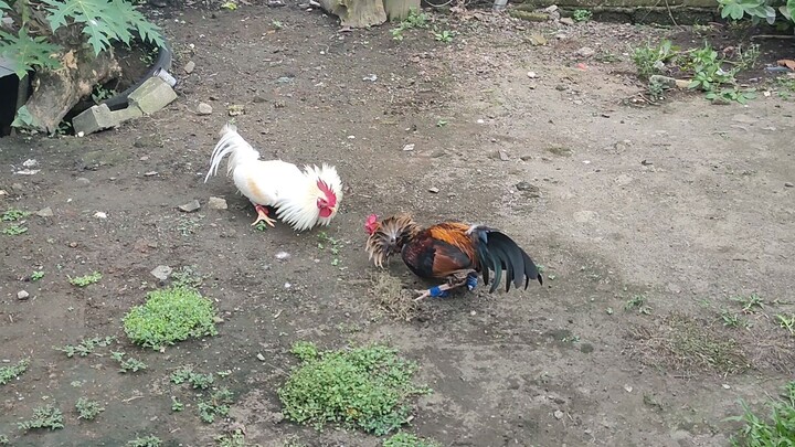 S/F white vs gbx hennie    may palo din naman palahi