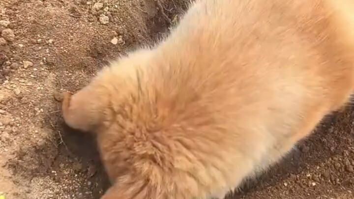 Anjing kecil yang membantu tuannya menggali lobak