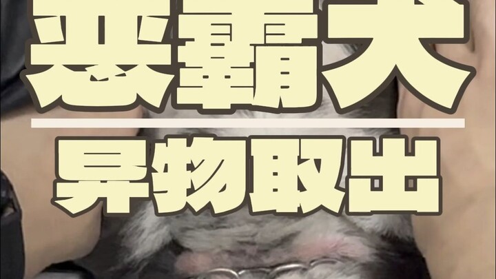 It's not uncommon to take anything out of a dog's stomach these days...