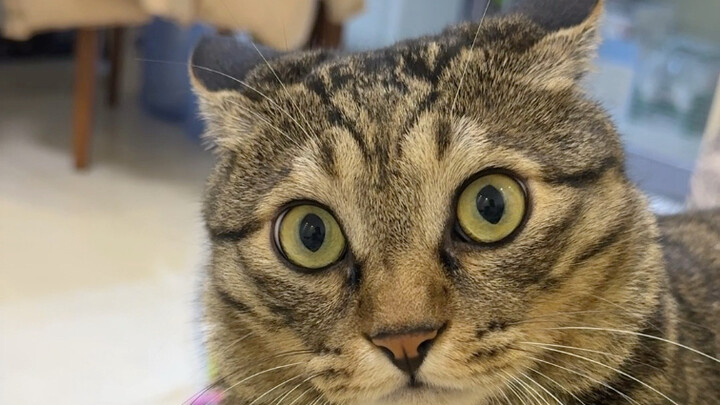 Jinjin: I’m a purebred big tabby cat, and if you keep talking nonsense, I’ll make you cry!