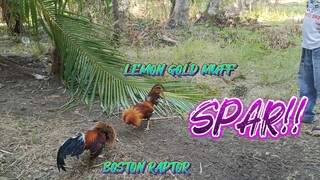 BOSTON RAPTOR VS LEMON GOLD MUFF   SPAR        JRP BACKYARD