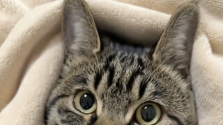 Hilarious! Your cat actually asks for a hug? Just three steps!