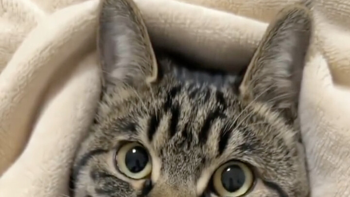 搞笑了！猫主子居然主动求抱抱？只需三步！