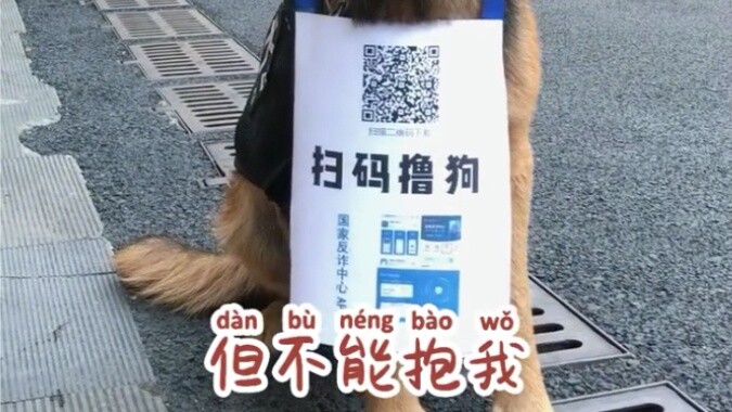 This is a police dog that has sacrificed a lot for the anti-fraud cause!