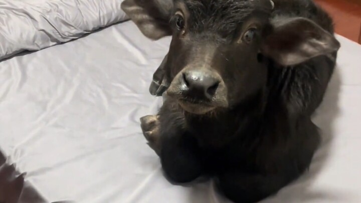 If it weren’t for their size, water buffalo would definitely be the best pets.