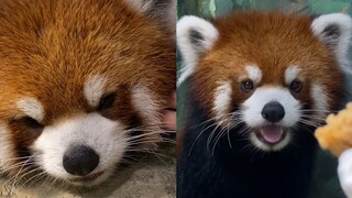 Ternyata ilmu membangunkan binatang buas itu begitu sederhana!