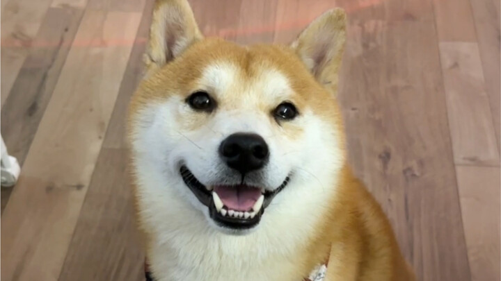 I really adopted such a lucky dog!