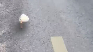 Turbo Duck