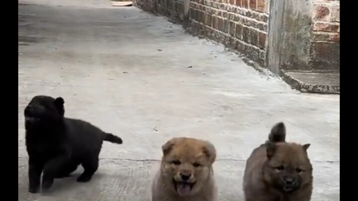 ไม่มีลูกหมาตัวไหนปฏิเสธการดูดๆๆ ได้!