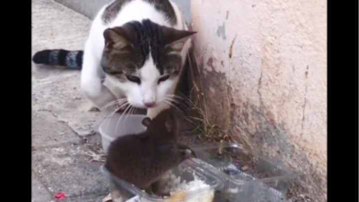 A Roundup of Animals’ Puzzling Behaviors