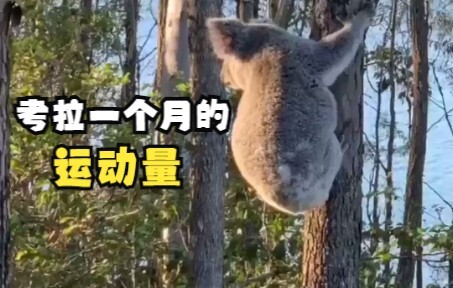 ปริมาณการออกกำลังกายของโคอาล่าในหนึ่งเดือนถูกใช้หมดในคราวเดียว!