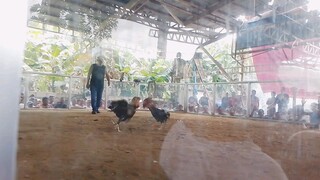 2-18-24 2nd fight kelso cross (STAG) LOSS