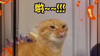 From Cat Li Seeking Death