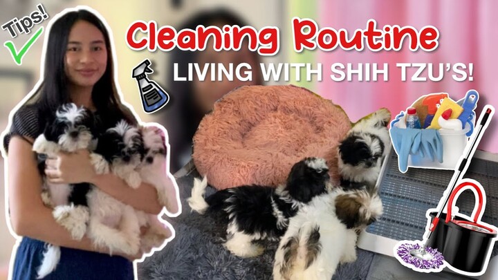 LIVING WITH SHIH TZUS | PAANO KO LINISAN ANG BAHAY NILA + PUPPIES 3RD VACCINE!!