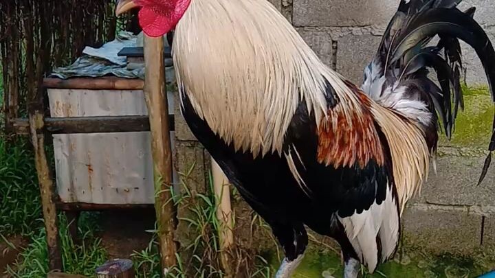 harold brown grey broodcock