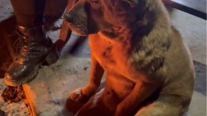 หมา: นั่งผิงไฟสบายกว่าเยอะเลย!