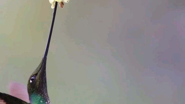 Hummingbird Aesthetics.