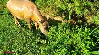 Mùa thu hoạch lúa chín của người nông dân | Ẩm thực tây bắc