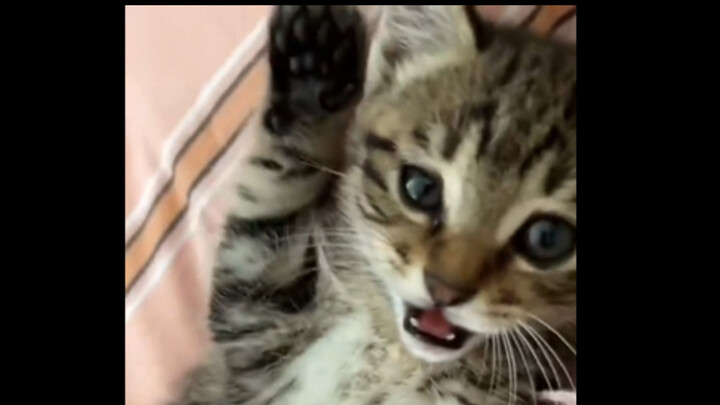 Kucing kecil memukul orang 😂