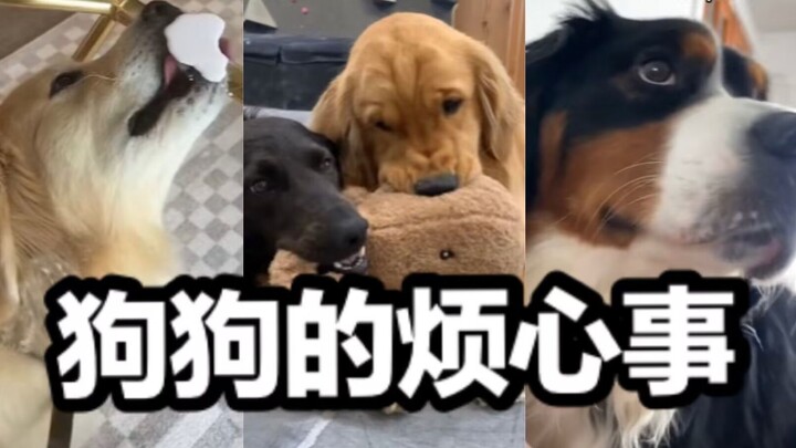 Merekam Masalah Minggu Ini yang Mengganggu Si Anjing