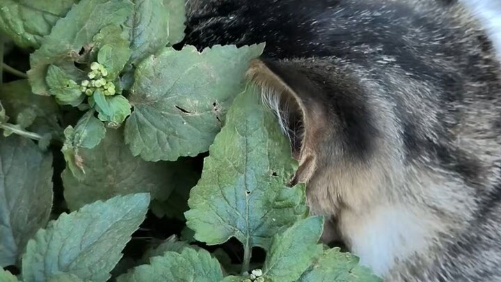 cat of nature