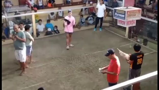 white Boston dinaya pa tau