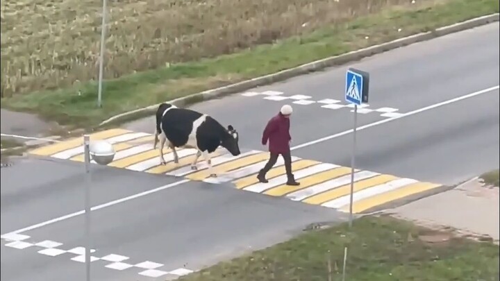 Setiap kali menyeberang jalan, Niu Niu selalu menunggu neneknya menjemput.