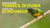 Burung NURI TERKECIL DIDUNIA ada di INDONESIA