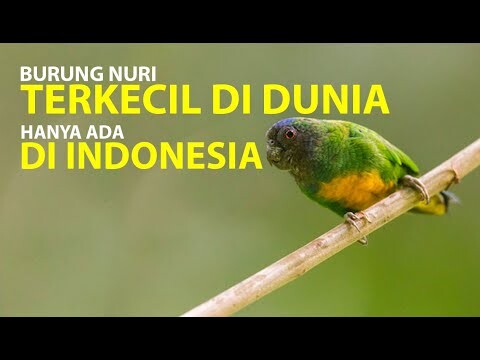 Burung NURI TERKECIL DIDUNIA ada di INDONESIA