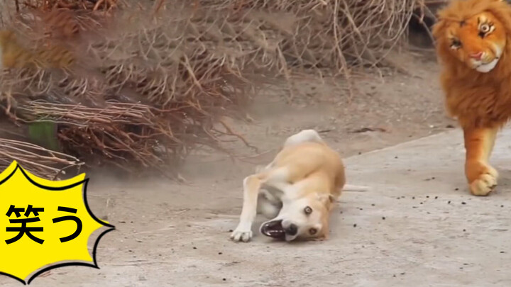 Video Lucu Episode 25 - Prank Anjing, Membuat Anjing Ketakutan!