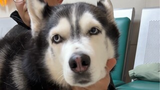 Tanpa tanda-tanda sebelumnya, You Tiao tiba-tiba tidak bisa berdiri lagi...