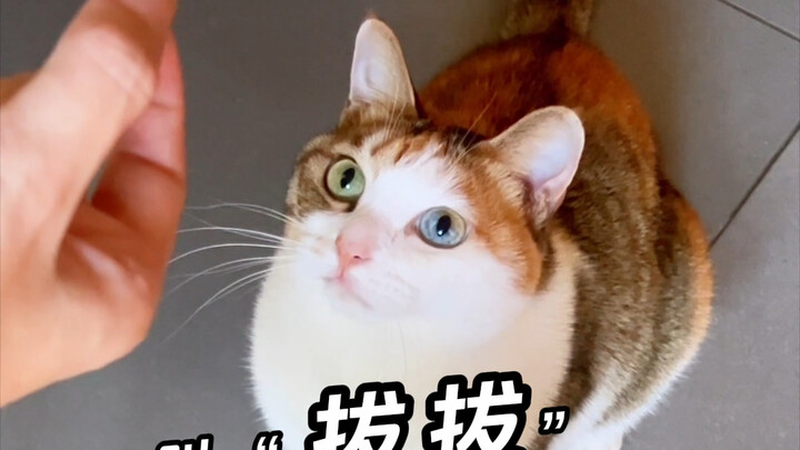 Melatih kucing cerewet di rumah saya untuk memanggil “Papa”…