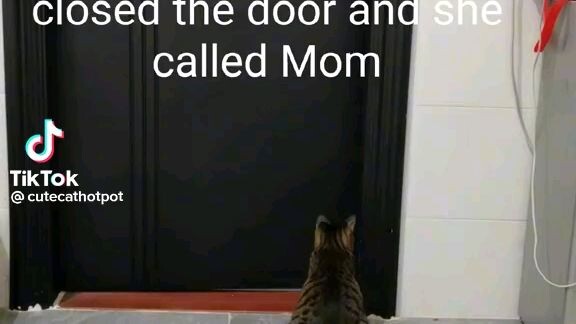 The cat call mum🙀📞.