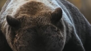 Are bears afraid of being attacked by wolves when they hibernate?