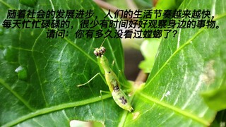 螳螂捕蚊