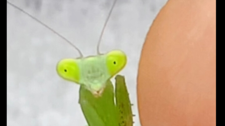 螳螂吃了几口我手之后