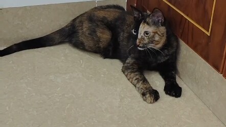 The cats in the alleyways are free, yet they have no home to return to.