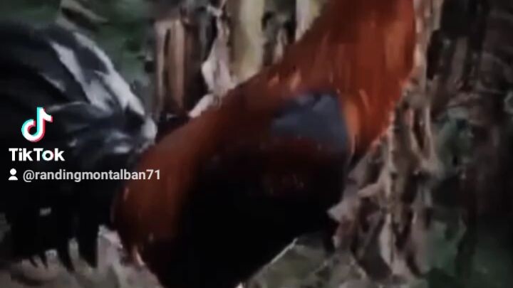 RANDING MONTALBAN GAME BIRD-MELSIM BROWN-PERSONAL BLOODLINE