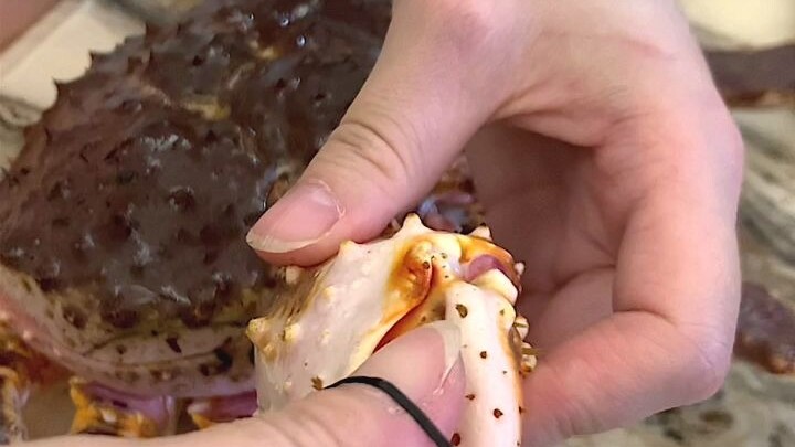 When a little kitten meets a king crab...