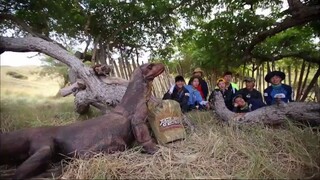 Law of the Jungle in Komodo [1] SUB INDO