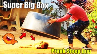[Best New Prank] -TOP 10  Super Huge Box vs 2 Sleeping Dogs - Super Funny