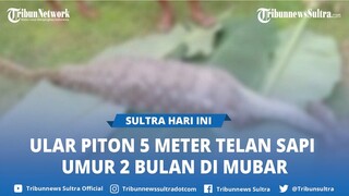 Video Viral Seekor Ular Piton 5 Meter Telan Anak Sapi Umur 2 Bulan di Muna Barat Sulawesi Tenggara