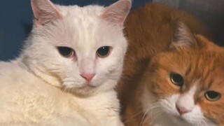 ทำไมต้าเสี่ยวหมีถึงได้ตกใจสองหน้า?